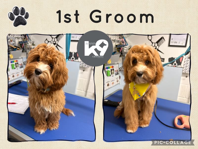 A cockapoo puppy on the grooming table after its first groom, wearing a yellow bandana