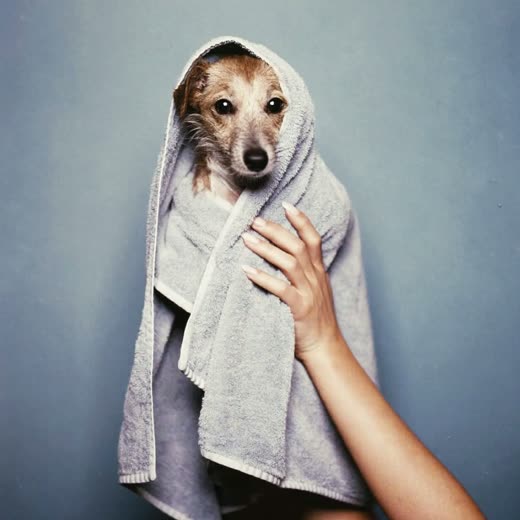 A damp dog wrapped in a towel after a bath