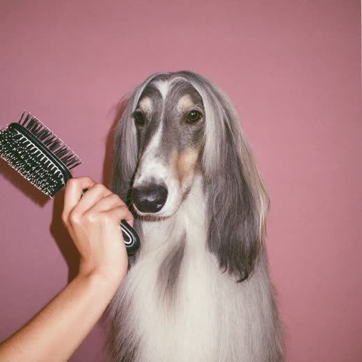 A long-coated dog being brushed out