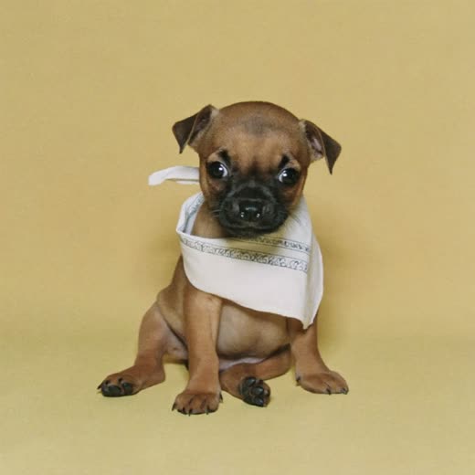 A small puppy sitting with a plain bandana after a first groom